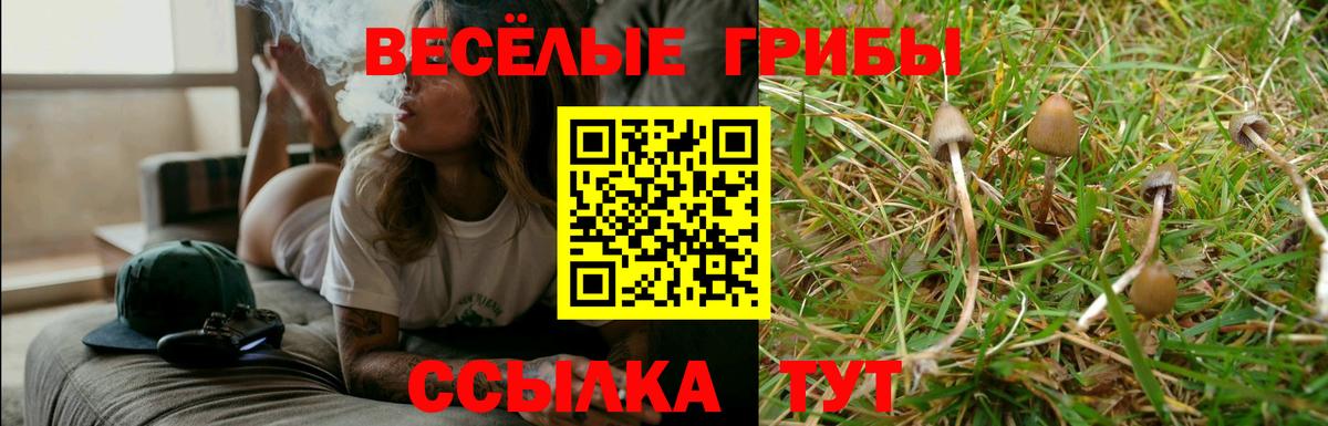 Малгобек  Галлюциногенные грибы Cubensis  Вход с VPN 